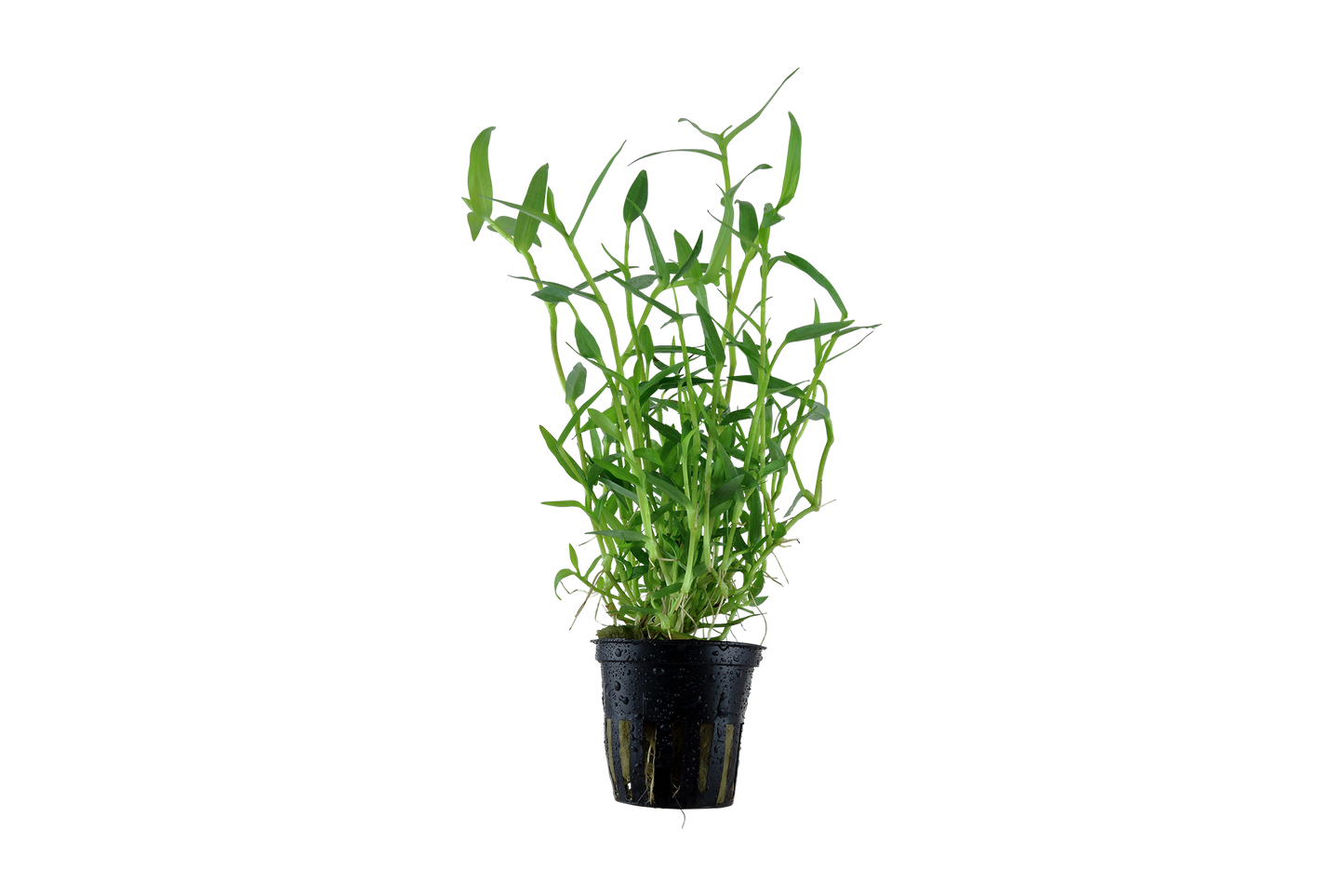 Murdannia keisak (Topf)