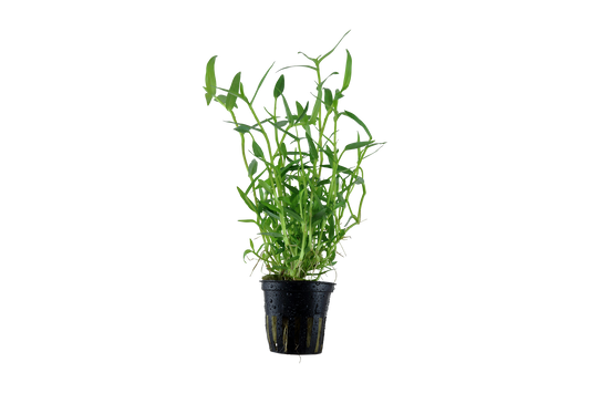 Murdannia keisak (Topf)