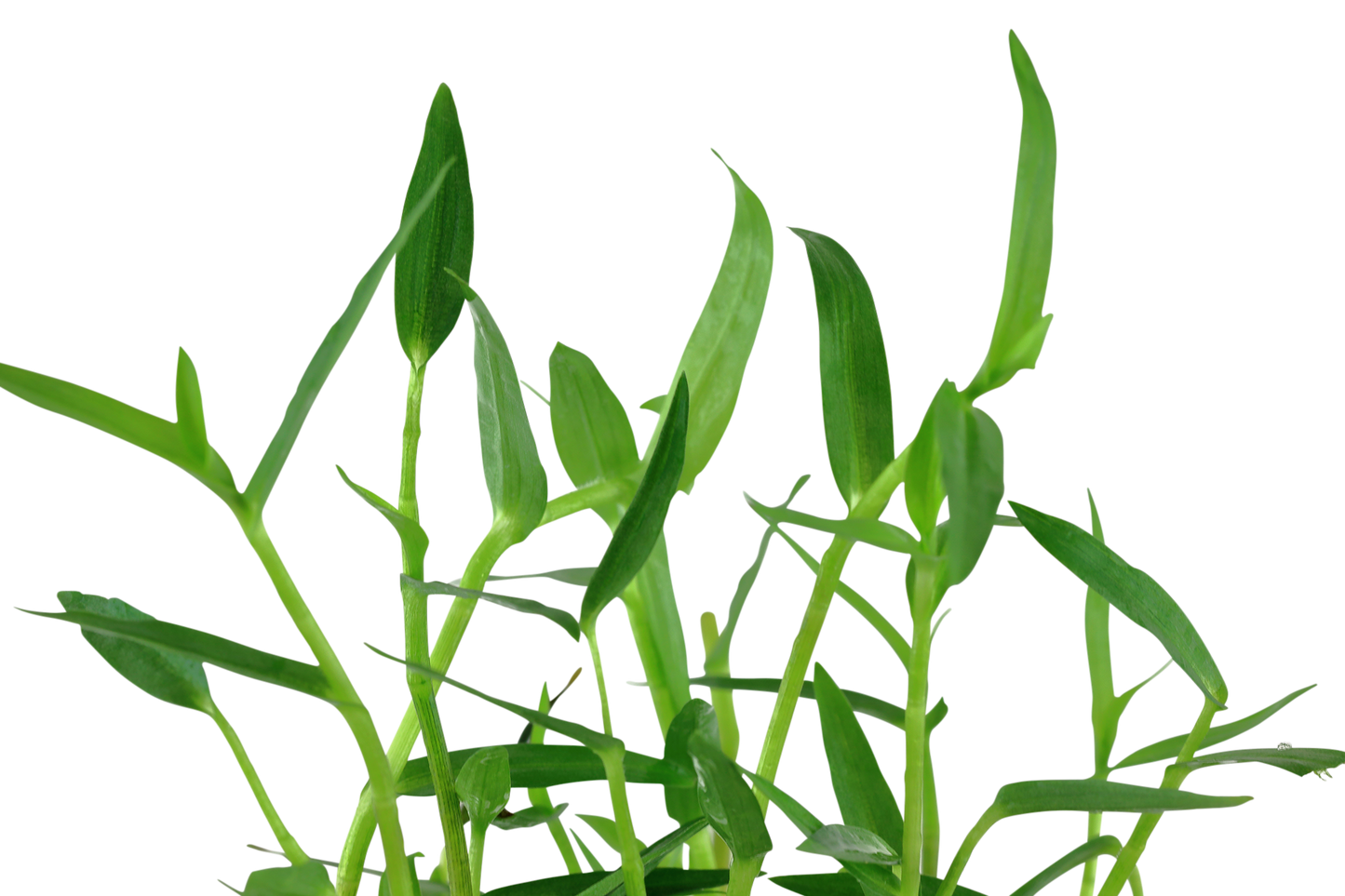 Murdannia keisak (Topf)