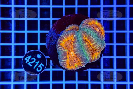 Lobophyllia | LPS Koralle | WYSIWYG