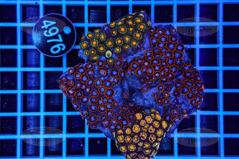 Zoanthus | Weichkoralle | WYSIWYG