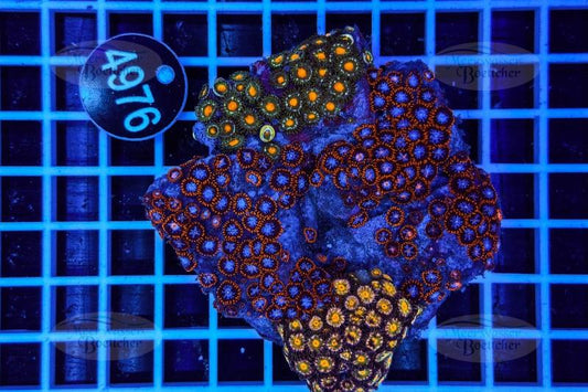 Zoanthus | Weichkoralle | WYSIWYG