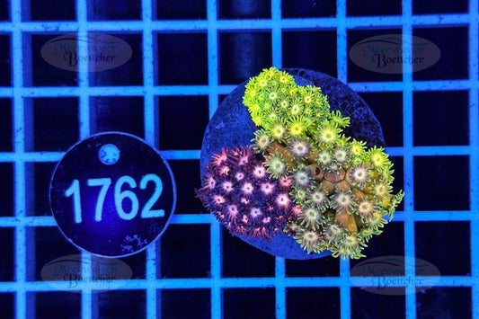 Goniopora Garden | LPS Mix | WYSIWYG