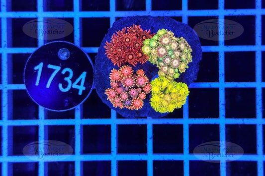 Goniopora Garden | LPS Mix | WYSIWYG