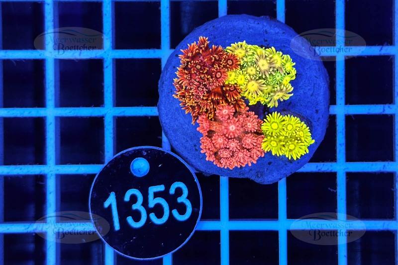 Goniopora Garden | LPS Mix | WYSIWYG