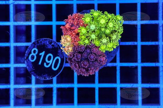 Goniopora Garden | LPS Mix | WYSIWYG