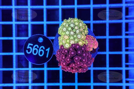 Goniopora Garden | LPS Mix | WYSIWYG