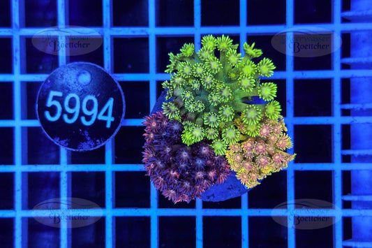 Goniopora Garden | LPS Mix | WYSIWYG