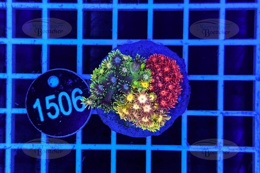 Goniopora Garden | LPS Mix | WYSIWYG