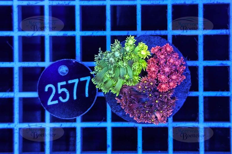 Goniopora Garden | LPS Mix | WYSIWYG