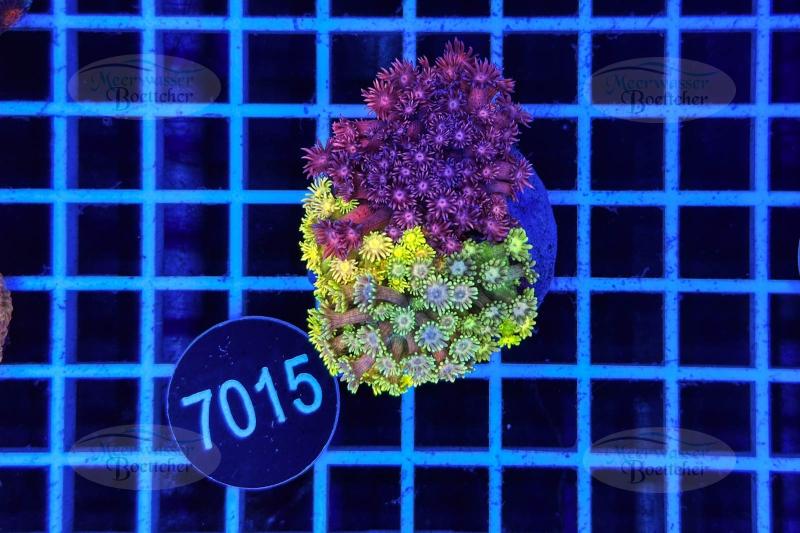 Goniopora Garden | LPS Mix | WYSIWYG