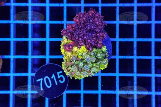 Goniopora Garden | LPS Mix | WYSIWYG