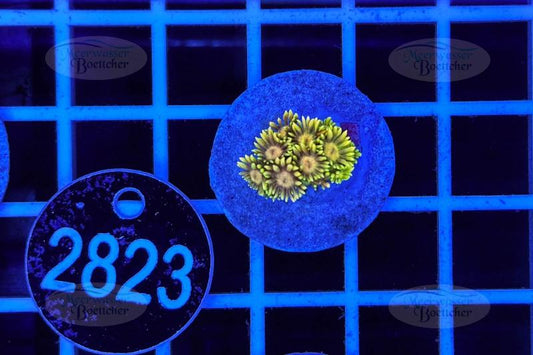 Goniopora | LPS Koralle | WYSIWYG