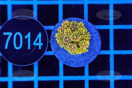 Goniopora | LPS Koralle | WYSIWYG