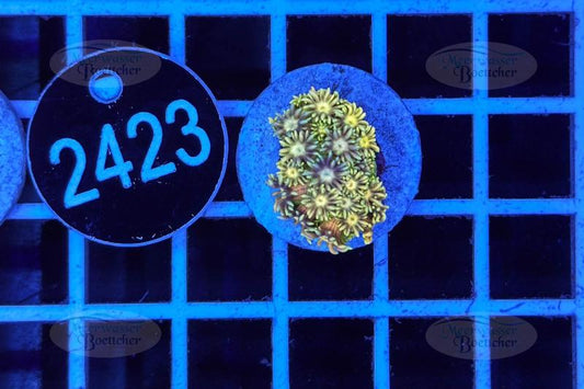 Goniopora | LPS Koralle | WYSIWYG