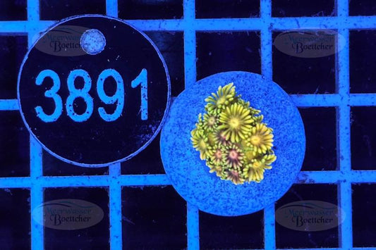 Goniopora | LPS Koralle | WYSIWYG