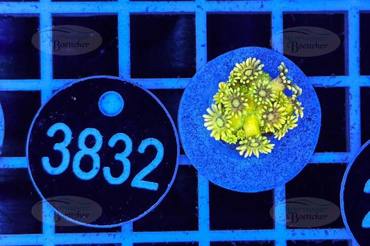 Goniopora | LPS Koralle | WYSIWYG