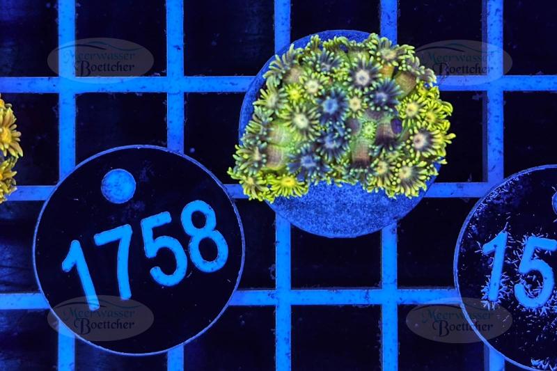 Goniopora | LPS Koralle | WYSIWYG