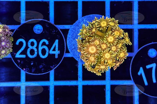 Goniopora | LPS Koralle | WYSIWYG