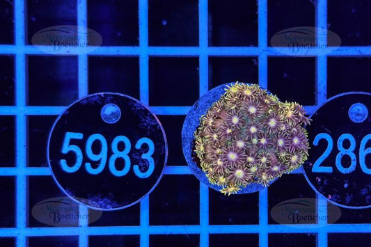 Goniopora | LPS Koralle | WYSIWYG