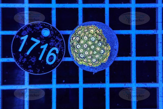 Goniopora | LPS Koralle | WYSIWYG