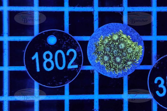 Goniopora | LPS Koralle | WYSIWYG