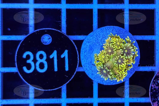 Goniopora | LPS Koralle | WYSIWYG