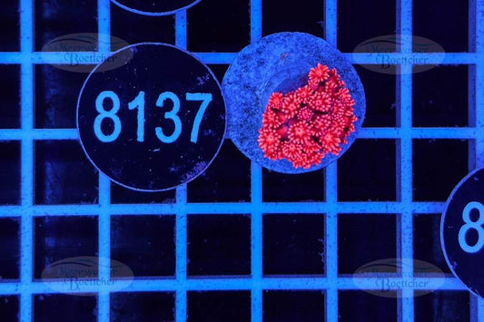 Goniopora | LPS Koralle | WYSIWYG