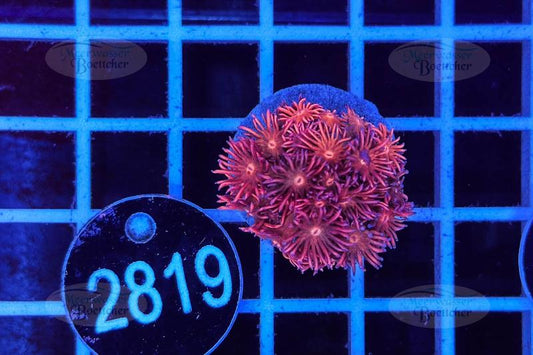 Goniopora | LPS Koralle | WYSIWYG
