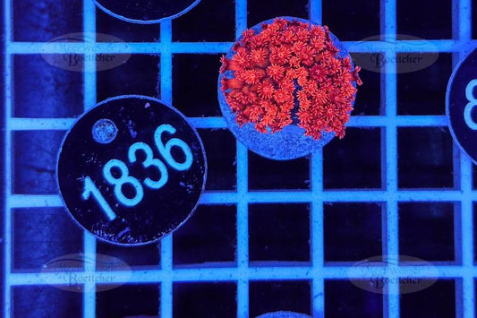 Goniopora | LPS Koralle | WYSIWYG