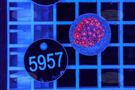 Goniopora | LPS Koralle | WYSIWYG