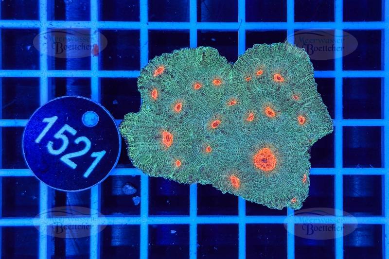 Echinophyllia | LPS Coral | WYSIWYG