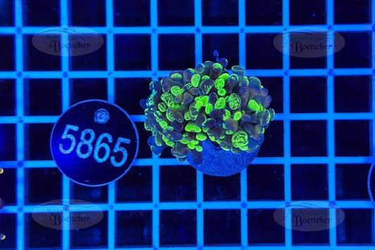 Euphyllia paraancora | LPS Coral | WYSIWYG