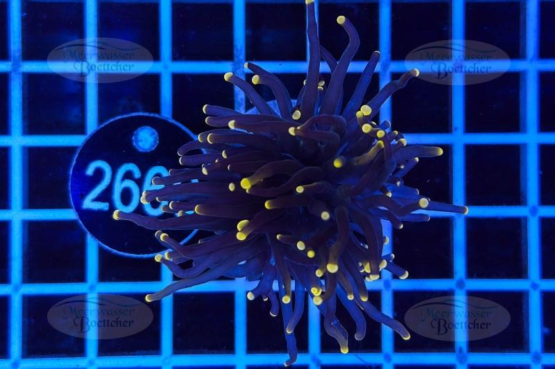 Euphyllia glabrescens | LPS Koralle | WYSIWYG