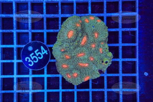 Echinophyllia | LPS Coral | WYSIWYG