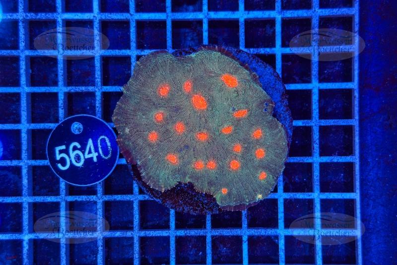 Échinophylle | Corail LPS | WYSIWYG