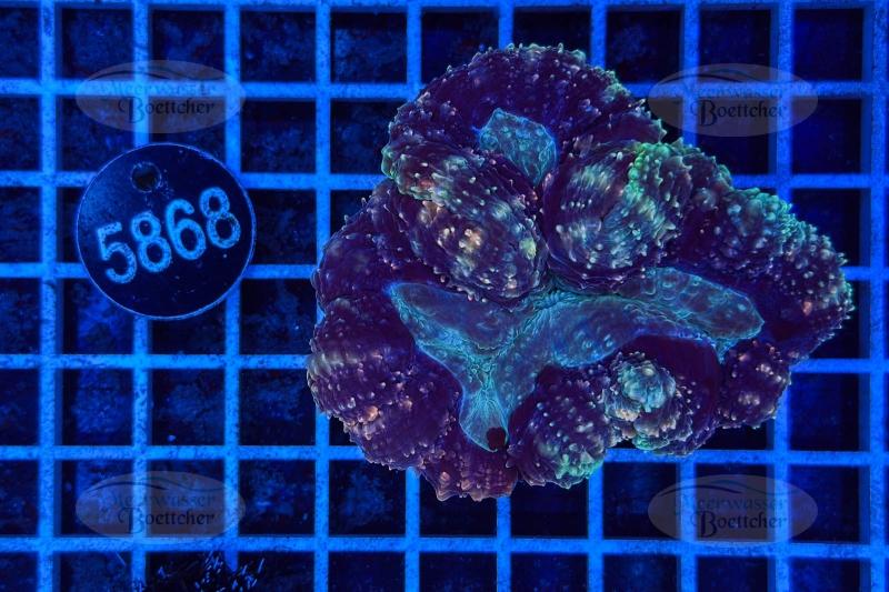 Symphyllia | LPS Koralle | WYSIWYG