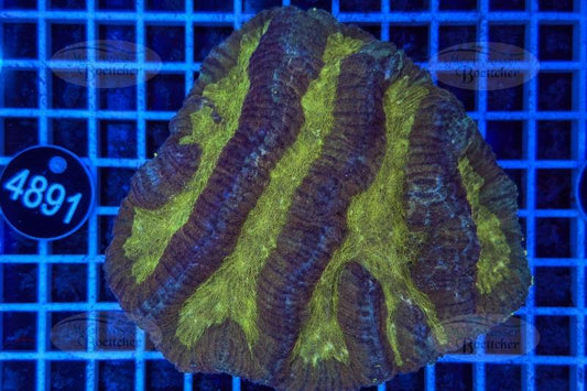 Symphyllia | LPS Koralle | WYSIWYG