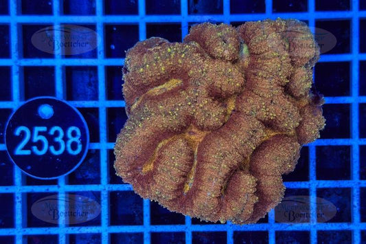 Symphyllia | LPS Koralle | WYSIWYG