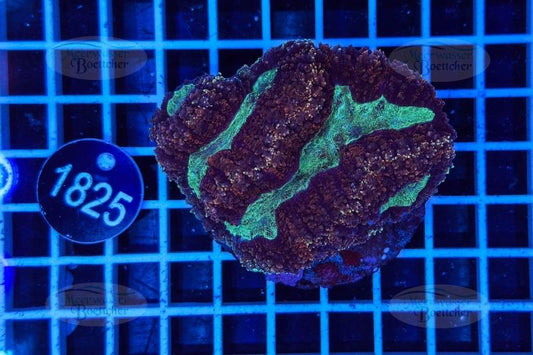 Symphyllia | LPS Koralle | WYSIWYG