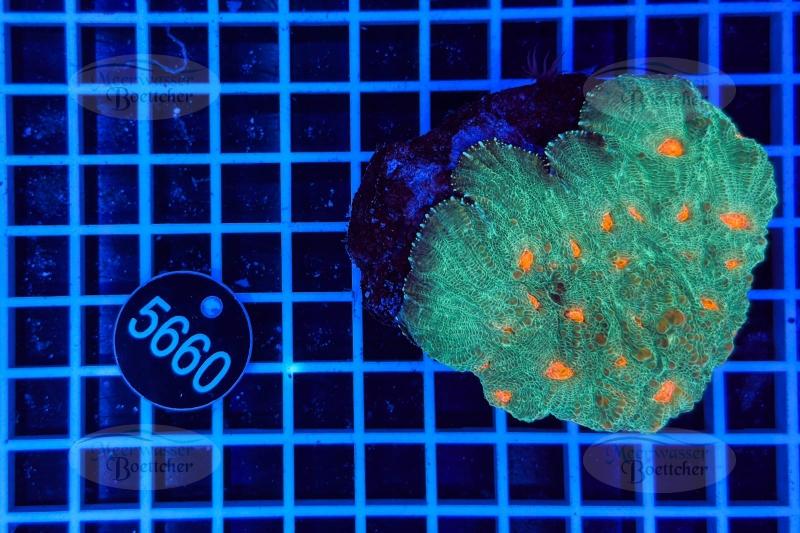 Echinophyllia | LPS Coral | WYSIWYG