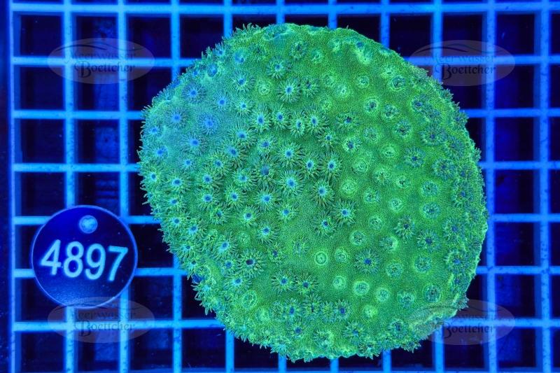 Turbinaria | LPS Coral | WYSIWYG