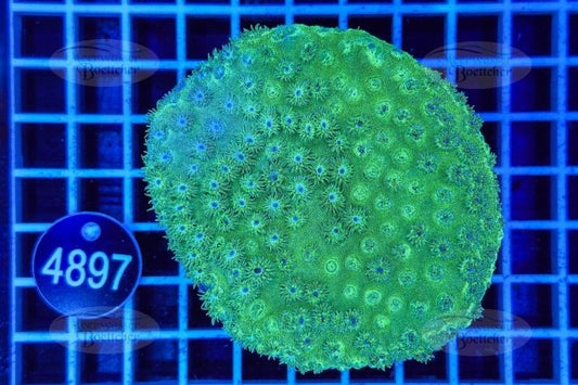 Turbinaria | LPS Koralle | WYSIWYG