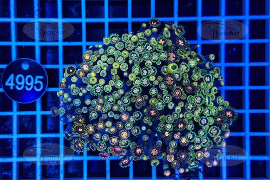 Zoanthus | Weichkoralle | WYSIWYG