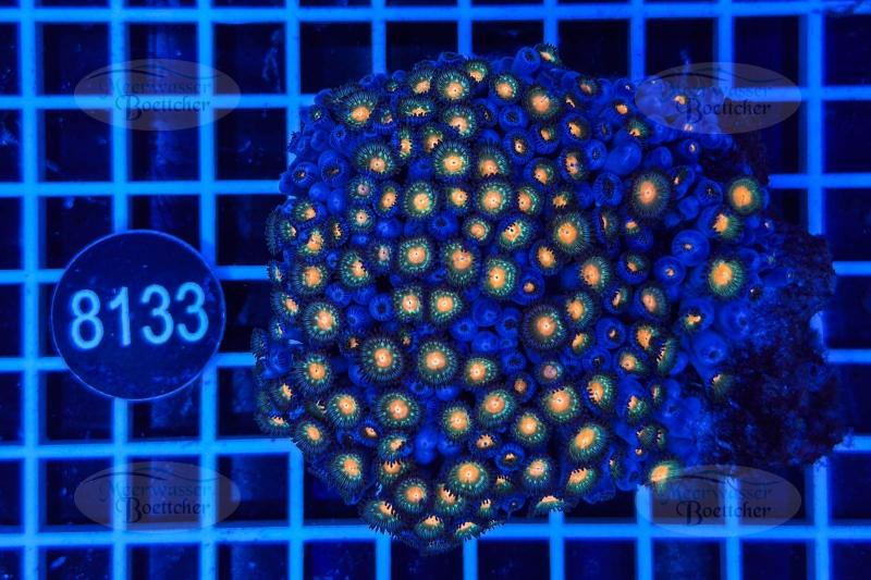 Zoanthus | Soft coral | WYSIWYG