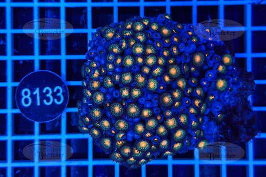 Zoanthus | Weichkoralle | WYSIWYG