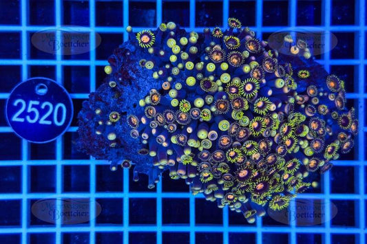 Zoanthus | Weichkoralle | WYSIWYG