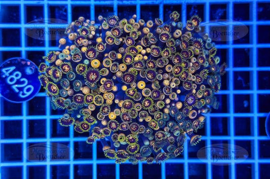 Zoanthus | Weichkoralle | WYSIWYG