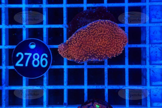 Montipora | SPS Coral | WYSIWYG