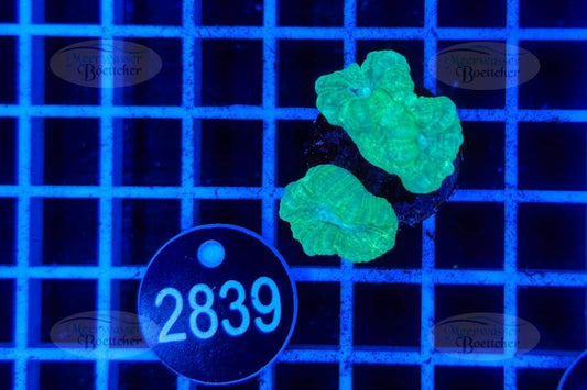 Caulastrea | LPS Coral | WYSIWYG